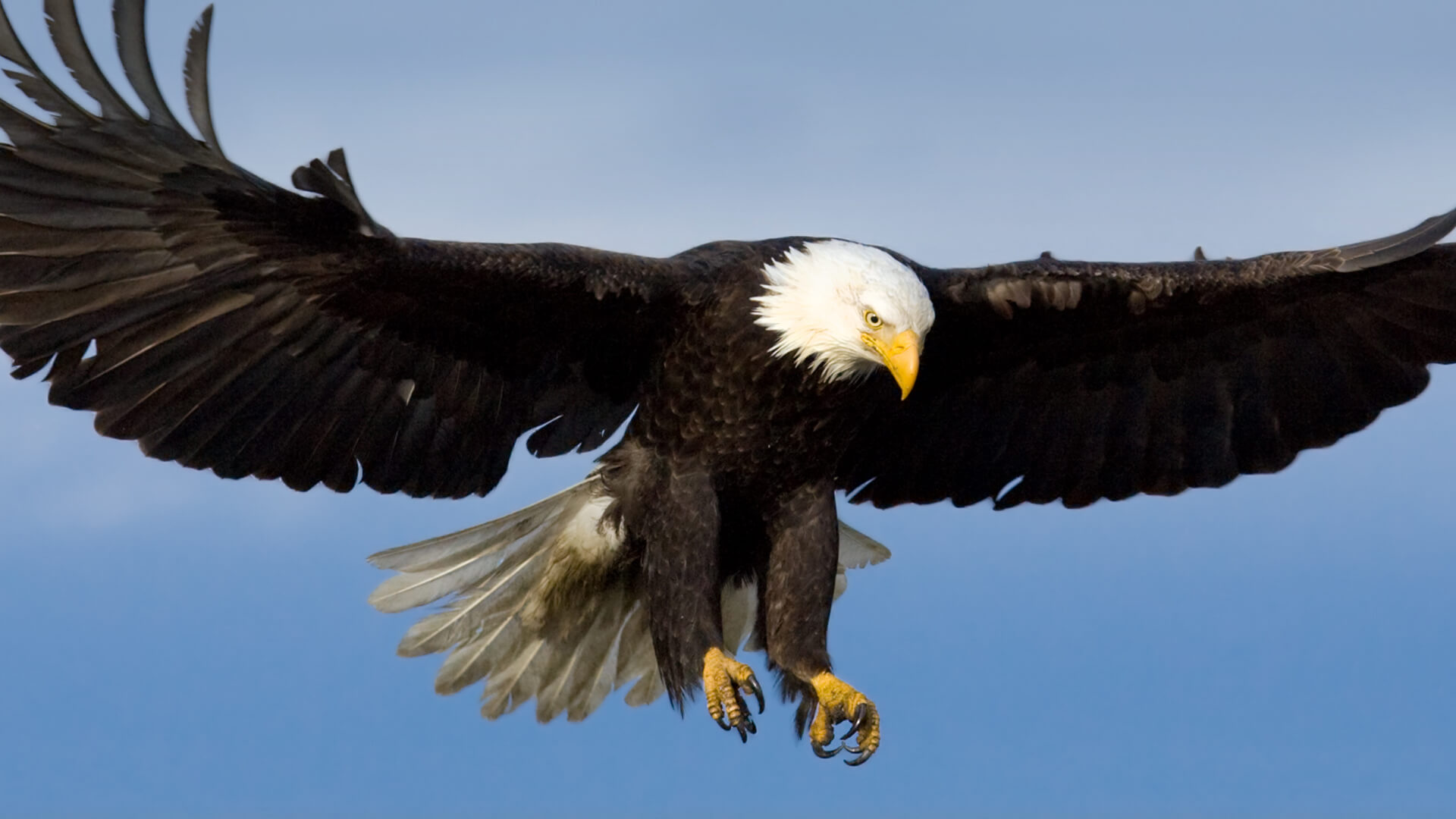 eagle Image dataaspirant